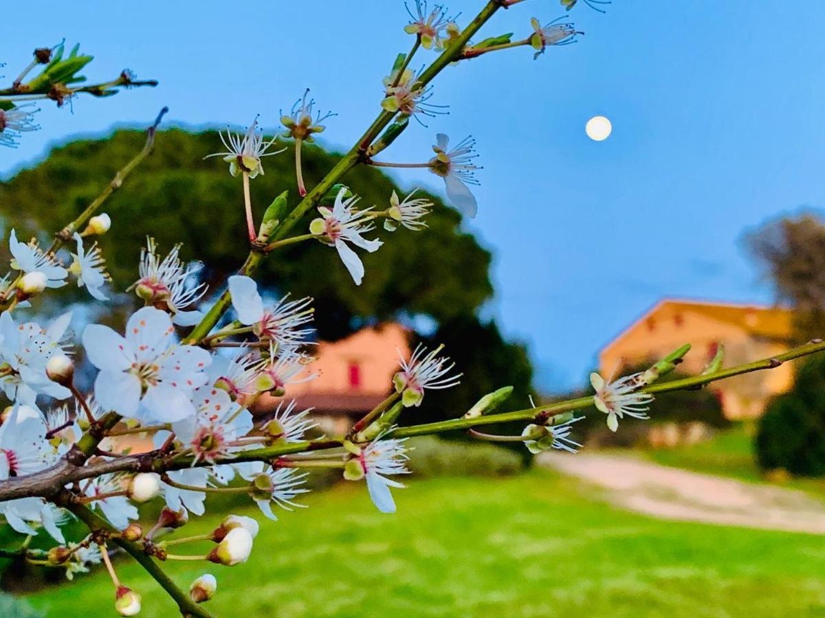 Tenuta Agricola Fraschiera Villa Massa Marittima Luaran gambar